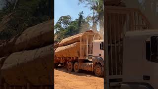 Axor 3344 com carga bruta de toras