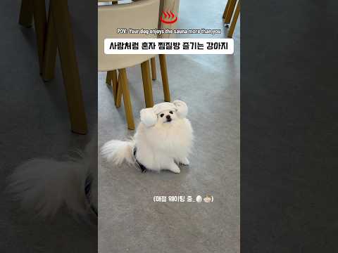 ♨️사람처럼 혼자 찜질방 즐기고 매점 웨이팅하는 강아지ㅋㅋㅋ POV: Your dog enjoys K- sauna more than you