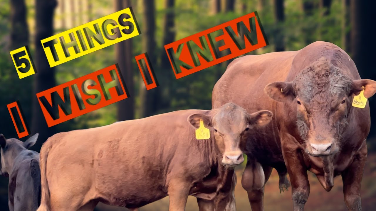5 Things I Wish I Knew Before Buying Dexter Cattle