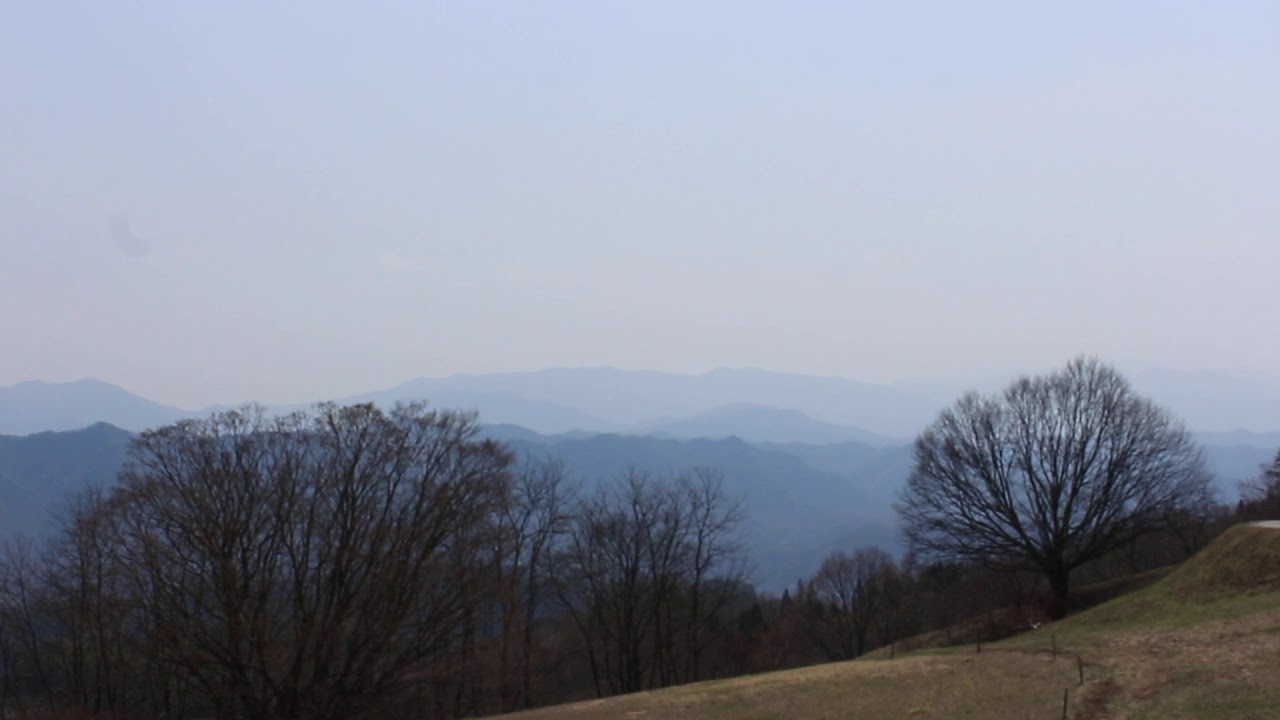 信州あづみ野池田町観光協会 桜情報 成就院枝垂れ桜 高照山桜の里 大峰高原 桜仙峡