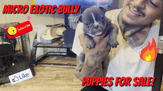 Details Micro Exotic Bully Puppies For Sale Update