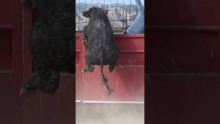 Hasta arriba! Casi se escapa!