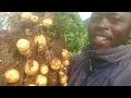 pomme de terre a l'ouest cameroun