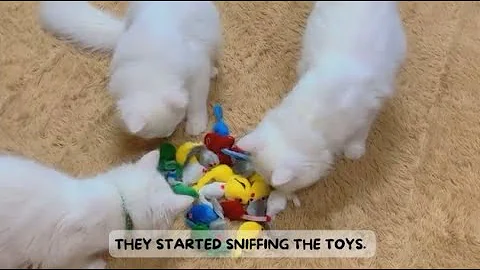 Video 10542801: persian cat reaction, cute persian cat, cat toy kitten, cat playing toys