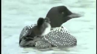 VID-20151014-WA0001.mp4