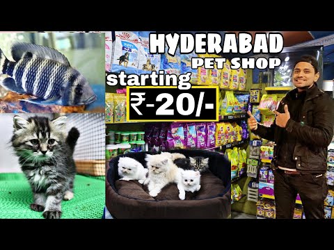Pet Shop In Hyderabad | Rs - 20- | | Dog | Persian Cat | Birds | Mushitube Lifestyle
