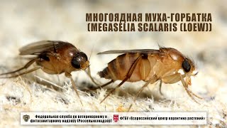 Многоядная муха-горбатка (Megaselia scalaris (Loew))