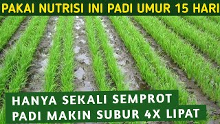 SEKALI SEMPROT PADI LANGSUNG SUBUR ANAKAN BANYAK HASIL PANEN MELIMPAH