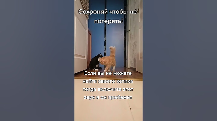 Звук чтобы Котик прибежал 🐈🐈‍⬛