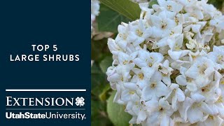 Top 5 Large Shrubs