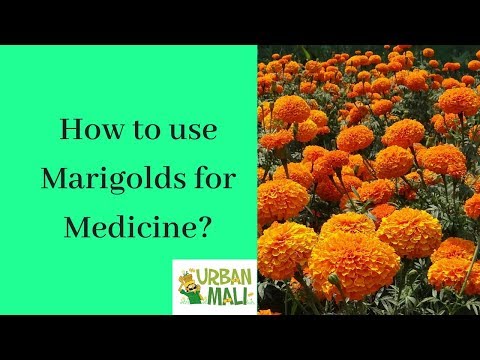 Video: Marigold (herb) - Useful Properties And Use Of Marigold, Marigold Flowers, Decoction, Tincture, Marigold During Pregnancy
