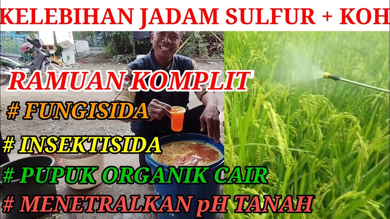JADAM SULFUR + KOH‼️ RAMUAN KOMPLIT FUNGISIDA, INSEKTISIDA, POC, PENETRAL pH TANAH‼️❗