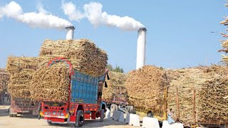 Process of sugarcane from farmers to sugarmil Amazing