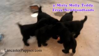 Newfoundland Puppies For Sale on Lancaster Puppies