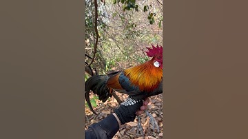 #ไก่ต่อ #nature #ไก่ป่า #chicken #wildlife #ฟีด #สัตว์โลกน่ารัก #rooster #animals #birds