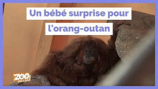 Un bébé surprise pour l’orang-outan