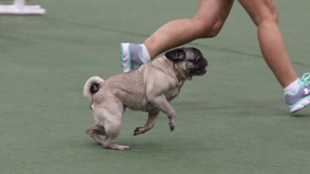 MACH 2 Paqui the agility pug - YouTube