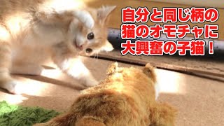 【検証】子猫に自分と全く同じ柄の猫のオモチャを与えてみたらこうなりました！ by レオタロウぱらだいす 25 views 1 year ago 3 minutes, 42 seconds