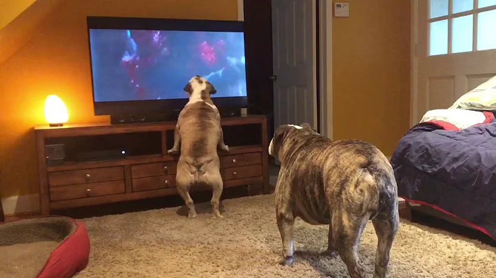 Bulldogs Frantically Warn TV Canine Of Danger in C...