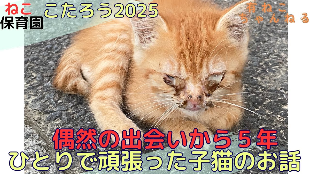 【こたまとめ】2025　ひとりで頑張って生きていた生後1ヶ月の茶とら猫 こたろうとの出会いをまとめました 