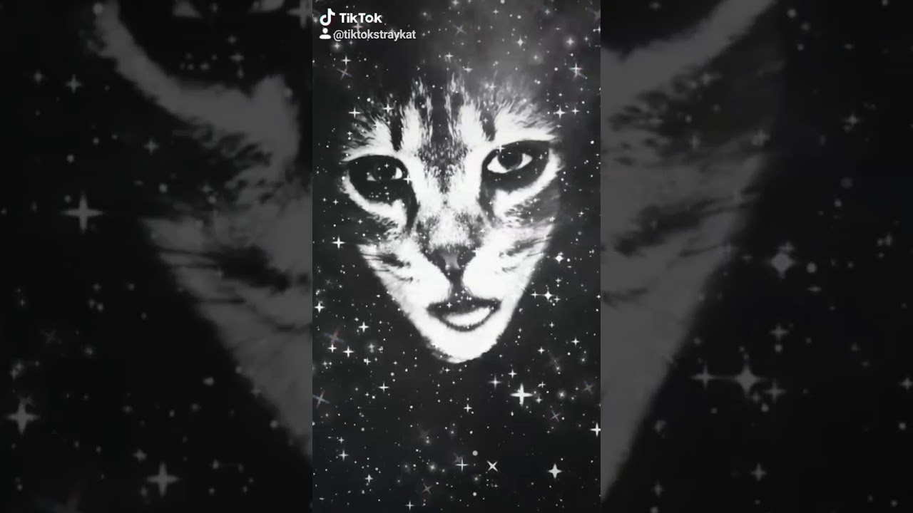 TikTok for Desktop Archives TikTok for Desktop Archives
