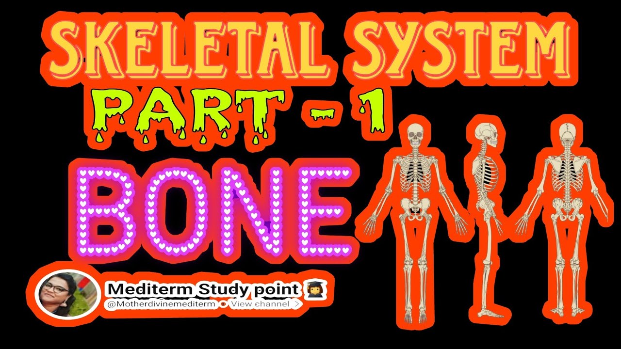 Human Skeletal system 