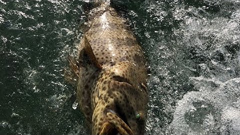 THỰC TẾ KÍCH CÁ NƯỚC MẶN BẢN MỚI CÁ SONG KHỦNG NỔI NHƯ PHAO