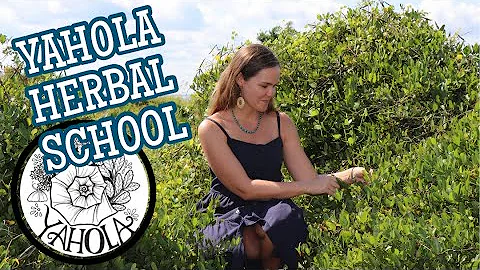 Interview With April Punsalan - Yahola Herbal School #foraging #medicinalplants #wildedibles