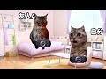モンハンで友情が壊れた話【猫ミーム】
