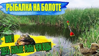 РЫБАЛКА НА БОЛОТЕ / ШОК ! ЗДЕСЬ БОЛЬШЕ РЫБЫ ЧЕМ ВОДЫ