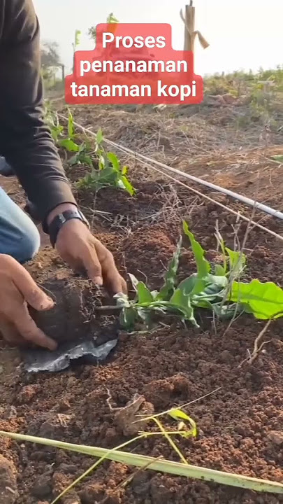 cara penanaman tanaman Kopi Sistem Pagar. #kopi #pertanian #fypシ゚viral #sistimpagar #kopiindonesia