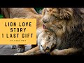 A lion love story. Will the lion king give his queen one last precious gift before he dies?