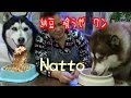 納豆大好き シベリアンハスキー犬 Natto Fermented soybeans Favorite dogs