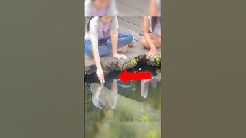 ĐỪNG CHỌC GIẬN LOÀI CÁ KHỔNG LỒ | HẢI TƯỢNG LONG #matkinhcan #amazingfacts