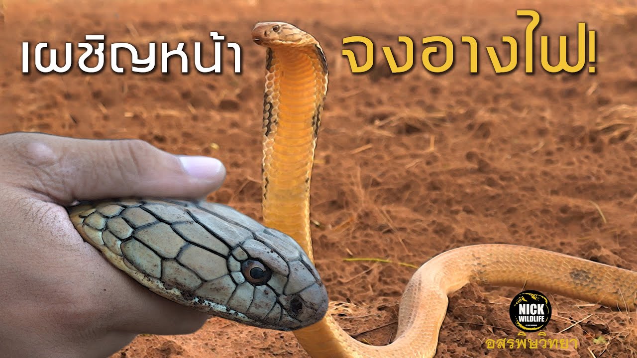 อสรพิษวิทยา EP.34 เผชิญหน้าจงอางไฟ