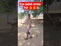 Amit actor official kamriya se patar#dance #bhojpuri #khesari #viraldance #bhojpurisong #viralshort