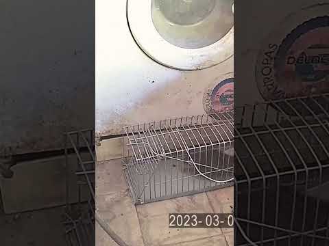 trampa para rata