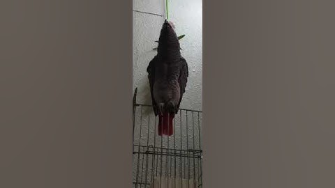 ببغاء الكاسكو الإفريقي يقرأ سورة الإخلاص  _ #African_Grey_Parrot