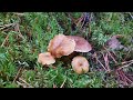 Лисичка трубчатая (Cantharellus tubaeformis). Как выглядит гриб на месте произрастания.