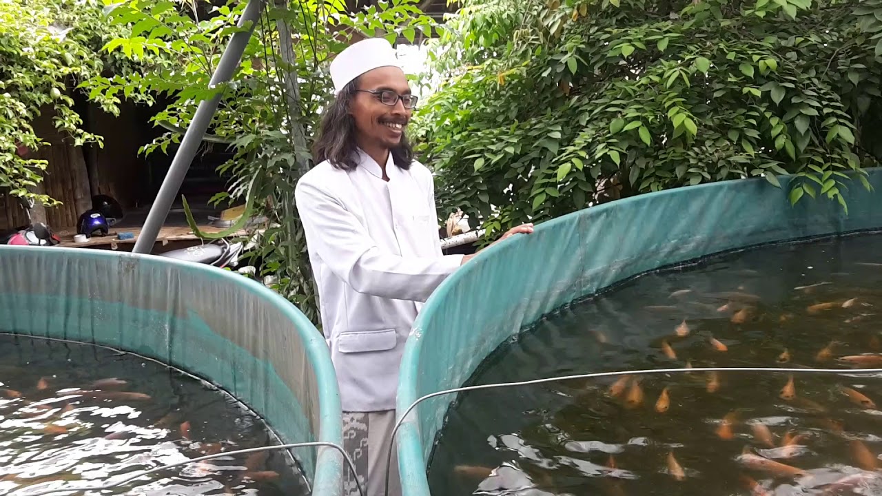 Budidaya Ikan Nila Di Kolam Beton Air Tenang InfoAkuakulturcom