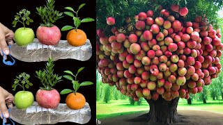 Grafting Apple Fruit with Orange Fruit Get Great Fruit