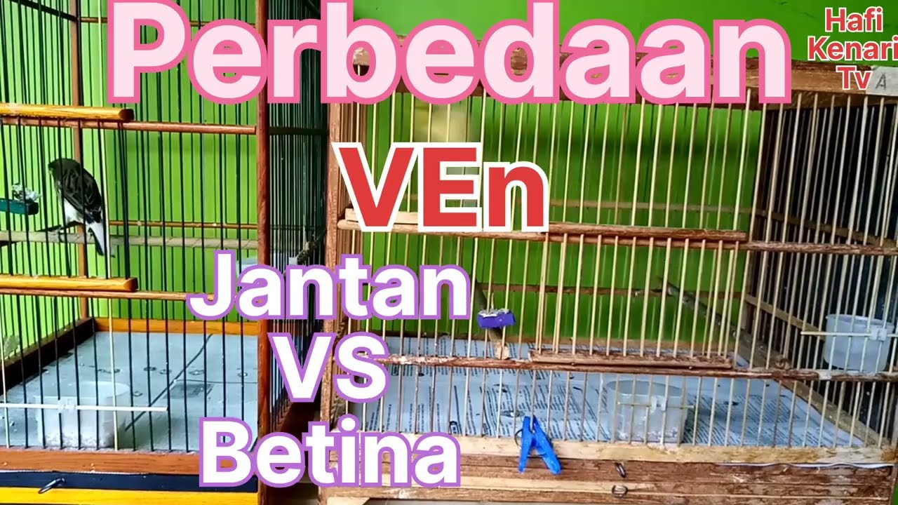 Perbedaan kenari jantan dan betina @Hafi kenari tv