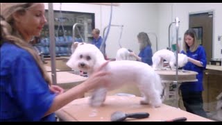 White Poodles being Groomed at Petsmart (How much price does cost dog groomed nails paws teeth ears