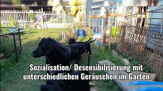 B-Wurf Desensibilisierung zum letzten Mal by Hamfelder Flats 473 views 8 days ago 3 minutes, 5 seconds