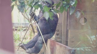 春の総集編５（2021年）赤ちゃんゴリラのキンタロウ（2才）特集【京都市動物園、ニシゴリラの家族】