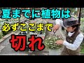 【猶予は後1カ月】今ここまで切っておかないと夏に枯れます。　　　　【園芸超人カーメン君】【ガーデニング】【初心者】