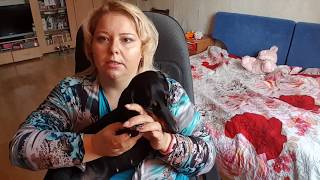 Как правильно выбрать щенка. Как правильно выбрать щенка.