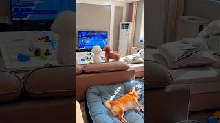 Dog's Crazy Mid-Air Flip! 🐶😂  #dog #funnydogs #doglove #cutedog #funny #funnydogs #dog