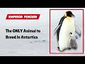 Emperor Penguin - The ONLY animal to breed in Antarctica