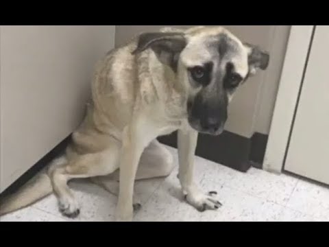 puppy paradise LIVE: Dog Found Starving in Parking Lot Up for Adoption | The Dodo LIVE